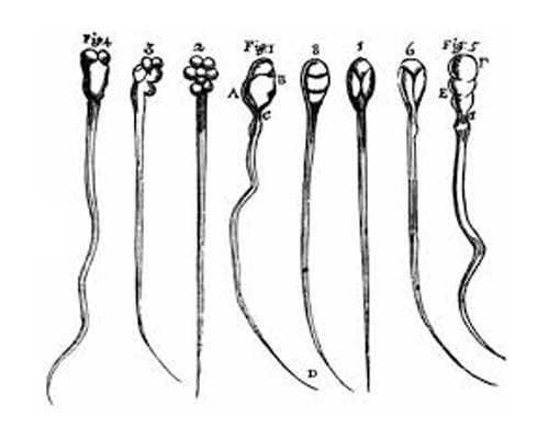 卵泡要几天才能成熟并排出？卵泡发育需要多久？