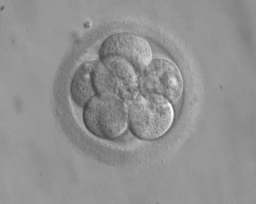 昆明代生可以顺产吗,移植冻胚好，还是囊胚好，试管婴儿，取卵移植-上海供卵