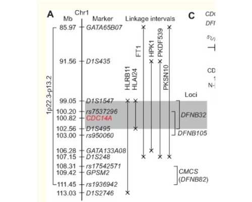 养生达人推荐的染饭花泡水的具体使用方法是怎样的？