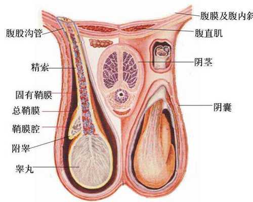 单侧卵泡多少个为正常，卵泡一边几个正常