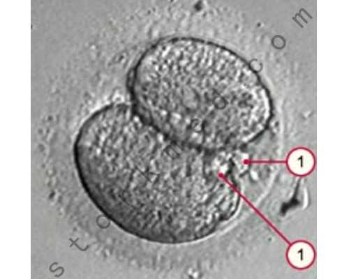 昆明代孕资质医院,昆明爱维医院试管成功率高吗